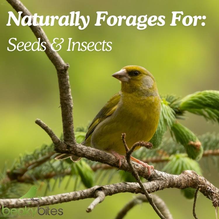 Naturally Forages for